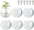 Wall Mount Plant Propagation Station - Clear Hydroponic Glass Vase, Oblate Planter for Indoor Plants | Perfect for Home, Office, Bathroom Decor | Gift for Plant Lovers (6)