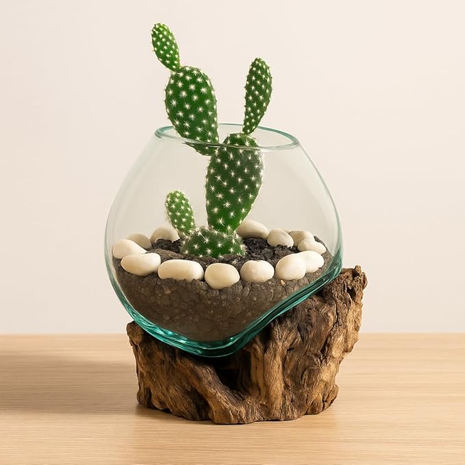 Cape Craftsmen 7" Hand-Blown Blue Tinted Bubble Glass On Natural Teak Driftwood Terrarium Kit | Home Décor Indoor Planter with Stand | Pot for Succulent and Plants