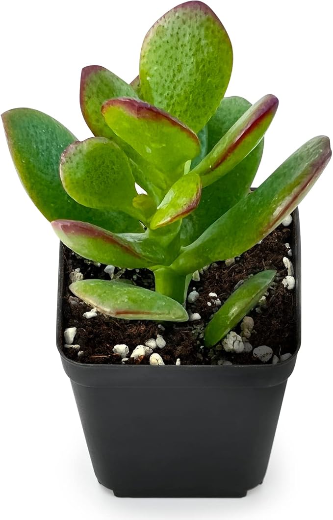 Sprout N Green Jade Succulent Collection, 4 Live Succulent Plant Fully Rooted in 2inch Starter Pot, Home Office Indoor Outdoor Wedding Decoration DIY Projects Party Favor