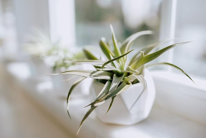 Air Plant Shop White Geometric Holder Sets of 3 with Mixed Air Plants - Succulents - Live Tillandsia - Easy Care Indoor and Outdoor House Plants