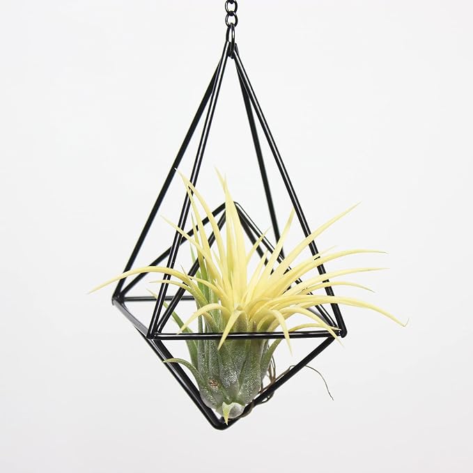 ZOOELAY Hanging Air Plants Holders Black Airplants Plant Hanger Metal Geometric Inoor Planter Holder Air Ferns Display Rack with Chain 4Pcs …