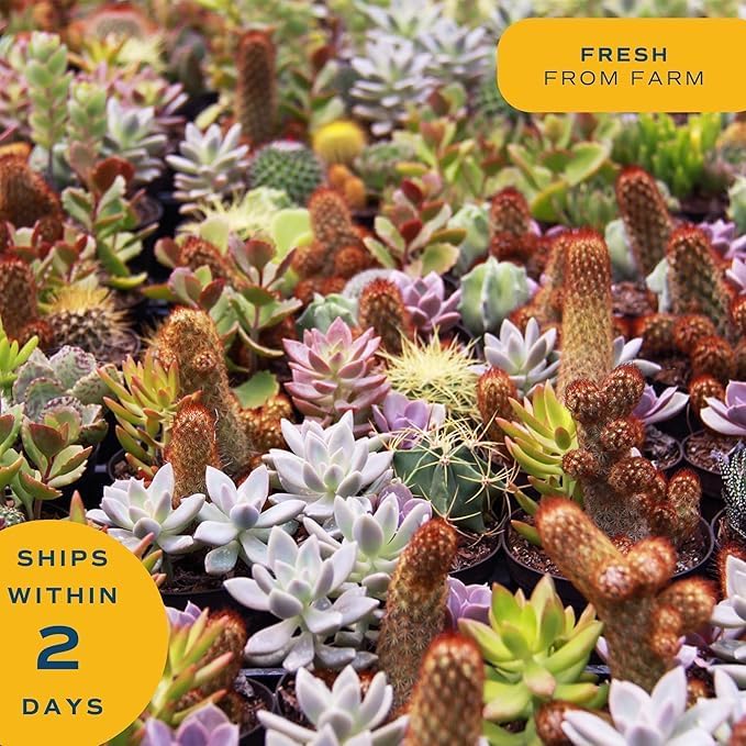 Costa Farms Mini Succulent Live Plants (24-Pack), Tiny Succulents in Decorative Pots, Easy Care Indoor Desk Houseplants, Party Favors, Wedding or Baby Shower, Home or Office Decor Gift