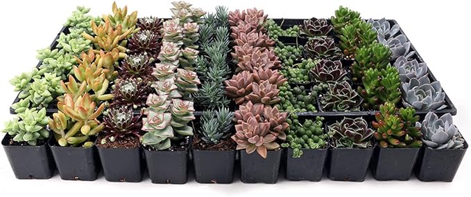 Mountain Crest Gardens Assorted Succulents Bulk Pack - 50 Live Plants in 2 Inch Pots - Real Indoor/Outdoor Succulents for DIY, Gifts, Weddings, and Home Decor