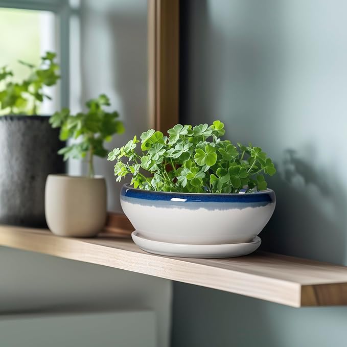 SQOWL Bonsai Pots Ceramic - 8 Inch Succulent Planters Indoor, Succulent Pot with Drainage Hole and Tray, Shallow Ceramic Plant Pot, Round Bowl Planter, Porch Decor, Gardening Gift, Blue Off-White