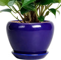 Ceramicfor 6 Inch Plant Pot - Ceramic Pots for Plants Succulent Pot with Drainage Hole and Saucer Round Planter Outdoor Flower Pot for Herb Snake Plants Blue