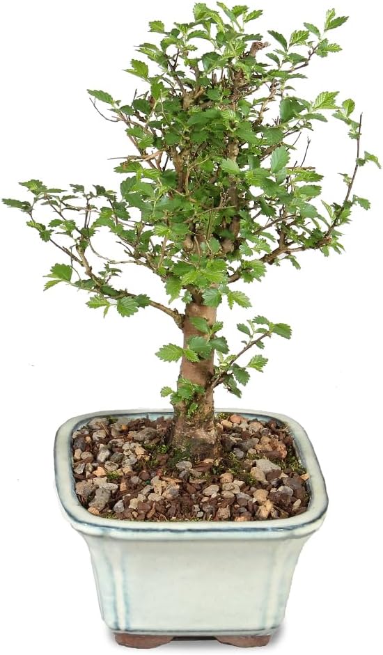 Brussel's Bonsai Live Chinese Elm Bonsai Tree, Outdoor - Small, 5 Years Old, 6 to 8 inches Tall - Includes Decorative Ceramic Bonsai Pot