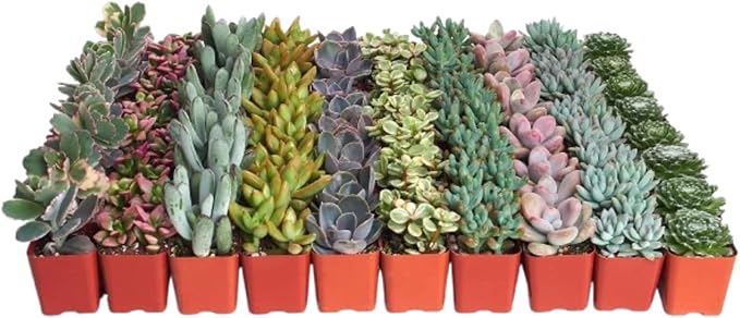 Shop Succulents Pastel Succulent Plant Pack Bulk Collection - Live Mini Succulent Plants, Low Maintenance, Bright & Serene Colors & Textures - Wedding and Party Favors, Gift & Garden, Pack of 64