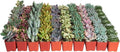 Shop Succulents Pastel Succulent Plant Pack Bulk Collection - Live Mini Succulent Plants, Low Maintenance, Bright & Serene Colors & Textures - Wedding and Party Favors, Gift & Garden, Pack of 100