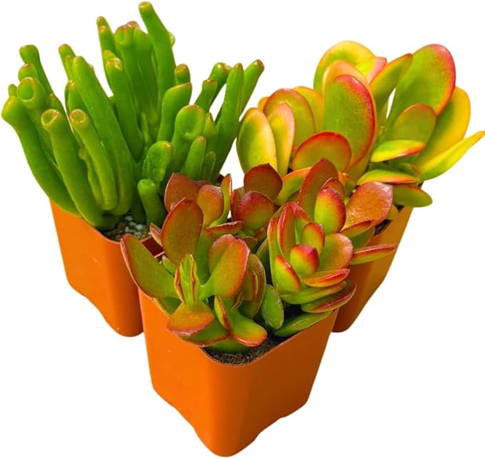 Succulents Plants Live Jade Plant 2" 3-Pack Mystery Collection, Live Jade Plant Starter Collection, Live Succulent Plants in Grower Pots with Succulent Soil Mix by The Succulent Cult