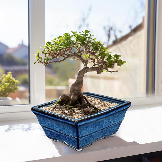 Set of 2 Large Blue Glazed Ceramic Bonsai Pots, 10" Rectangular Bonsai Planters Pots with Drainage Hole for Indoor/Outdoor Plants, Bonzie Tree Pot for Succulents, Cacti, Orchids, Herbs, Spider Plants