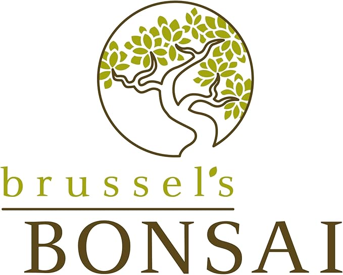 Brussel's Bonsai Live Chinese Elm Bonsai Tree, Outdoor, 2 Pack - Small, 5 Years Old, 6 to 8 inches Tall - Includes Decorative Ceramic Bonsai Pots