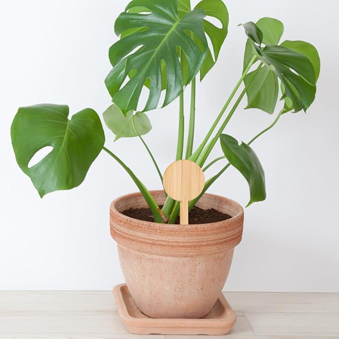 Kisangel Plant Markers Labels 60 Pcs Bamboo Potted Plant Round Live Succulents Plants