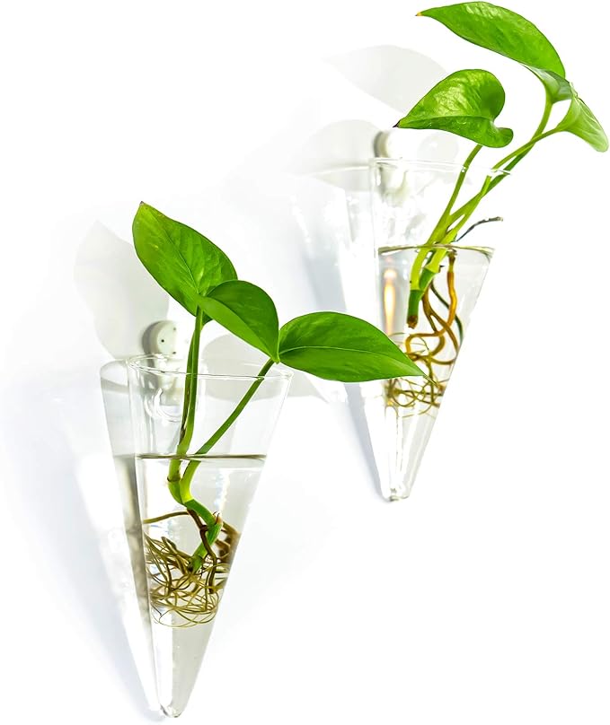 Kingbuy Levitating Glass Planter for Succulents & Hydroponic Plants - 2 Pack Cone-Shaped Wall Vases Floating Terrarium Planters Wall Mount for Indoor Home Office Kitchen Decor (Medium)