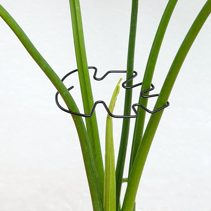 Yohsnor Monstera Plant Stem Support Set - 5pcs 4.13x2.95 inches Durable Supports for Indoor Climbing Plants - Easy-to-Use Stabilizers for Healthy Growth and Elegant Garden Decor