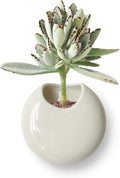 Small Wall Planters for Indoor Plants Ceramic Wall Mounted Plant Holder Go Pieces Shape Propagation Wall Hanging Pots for Plants Indoor Outdoor (White)