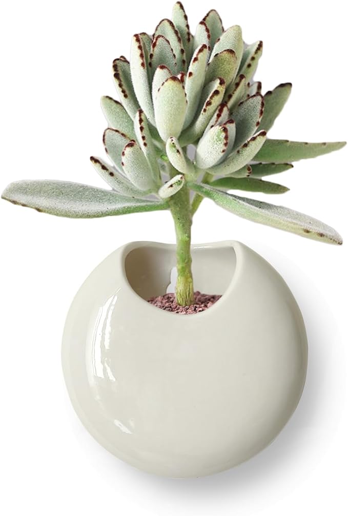 Small Wall Planters for Indoor Plants Ceramic Wall Mounted Plant Holder Go Pieces Shape Propagation Wall Hanging Pots for Plants Indoor Outdoor (White)