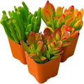 Succulents Plants Live Jade Plant 2" 3-Pack Mystery Collection, Live Jade Plant Starter Collection, Live Succulent Plants in Grower Pots with Succulent Soil Mix by The Succulent Cult