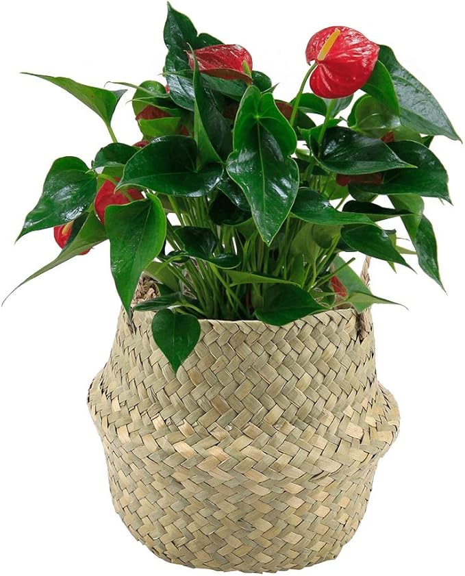2PCS Large Seagrass Belly Basket Planter Woven Rattan Wicker Plant Pot Round Boho Decorative Wicker Planter for Home Decor(Black)