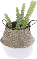 Woven Seagrass Belly Baskets with Handles for Planter Storage Flower Pot Cover Organizer&Laundry,Picnic Fruit&Grocery Baskets,Foldable Handmade Wicker Rattan Basket Hanging Decorative Baskets