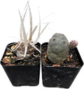 Live Succulent Cactus Plants from USKC (Two 2" Pot Set) (Pine Cone Cactu+Paper Spine Cactus)
