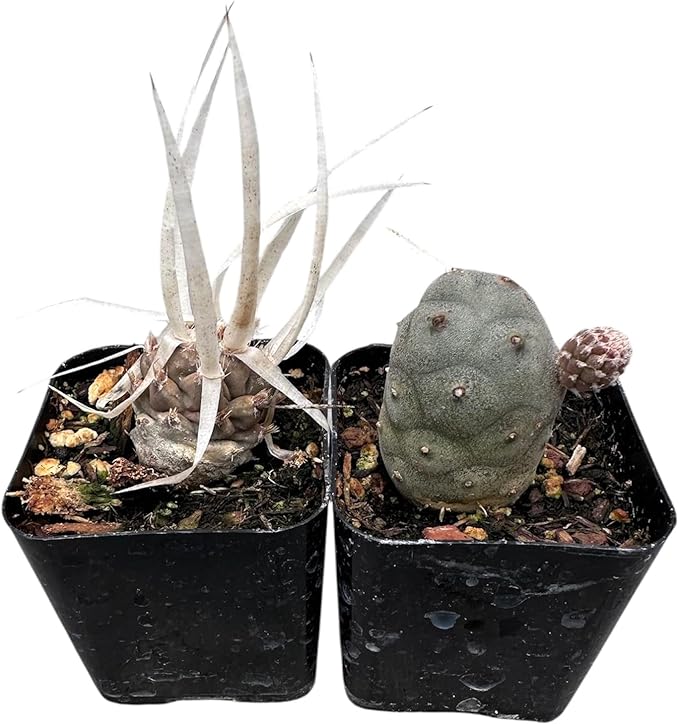 Live Succulent Cactus Plants from USKC (Two 2" Pot Set) (Pine Cone Cactu+Paper Spine Cactus)