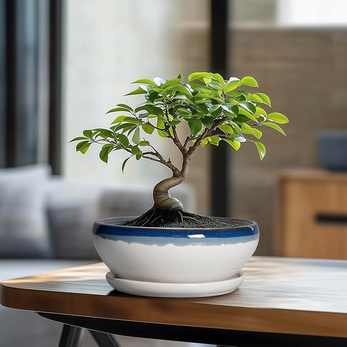 SQOWL Bonsai Pots Ceramic - 8 Inch Succulent Planters Indoor, Succulent Pot with Drainage Hole and Tray, Shallow Ceramic Plant Pot, Round Bowl Planter, Porch Decor, Gardening Gift, Blue Off-White