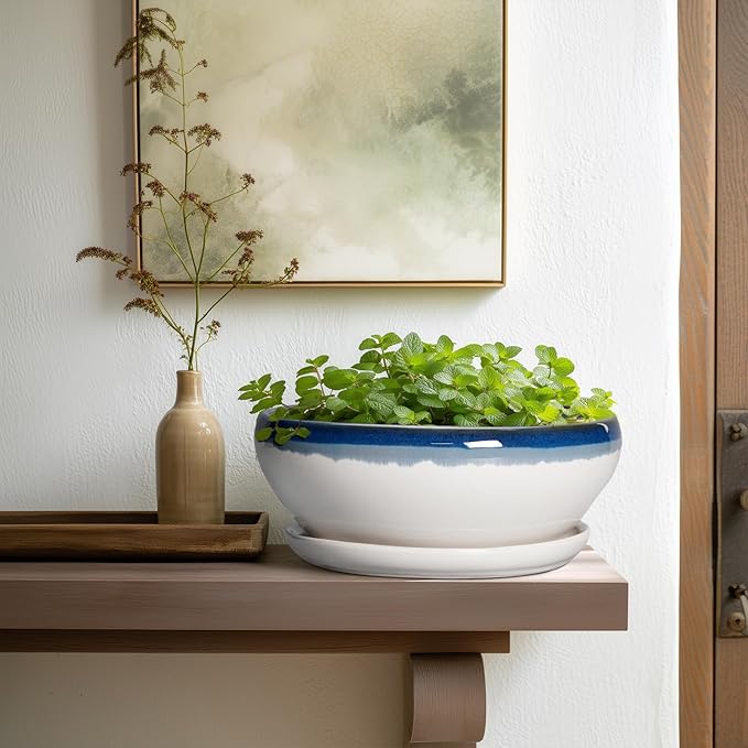 SQOWL Bonsai Pots - 10 Inch Ceramic Pots for Succulents Indoor, Shallow Planter with Drainage Hole and Saucer, Round Succulent Planters Bowl, Kitchen Decor, Housewarming Gifts, Blue Off-White