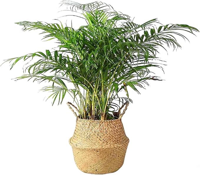FixtureDisplays 14" x 16" x 10.5" Woven Seagrass Belly Basket Plant Basket with Handles Handmade Home Decor Basket for Storage Plants, Laundry, Picnic, Plant Pot Cover, Beach Bag and Grocery Basket