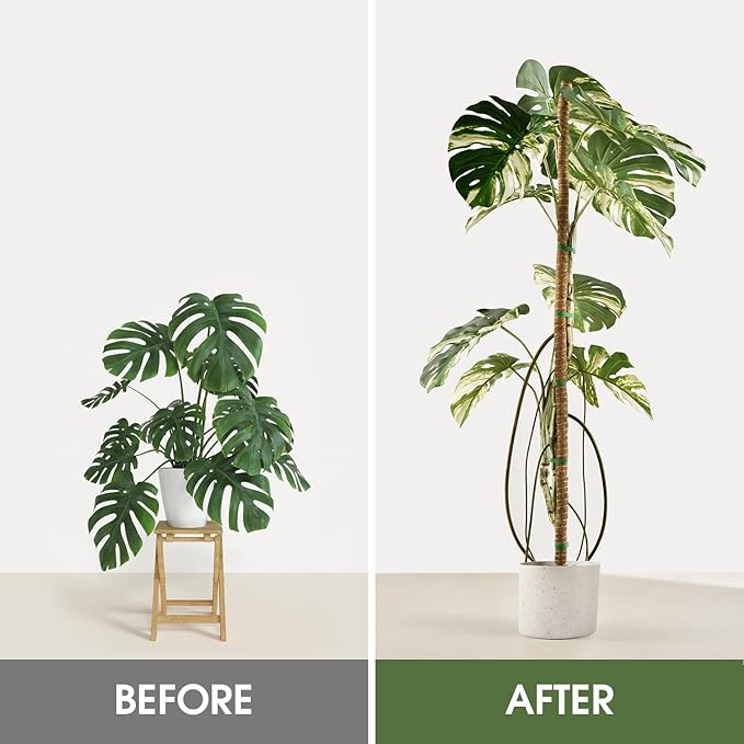 2 Pack Moss Pole, 63 Inch Bendable Moss Poles for Plants Monstera Long for Climbing Plants, Extra Large Handmade Pole Plant Sticks Support Stakes for Indoor Plants to Grow Upwards