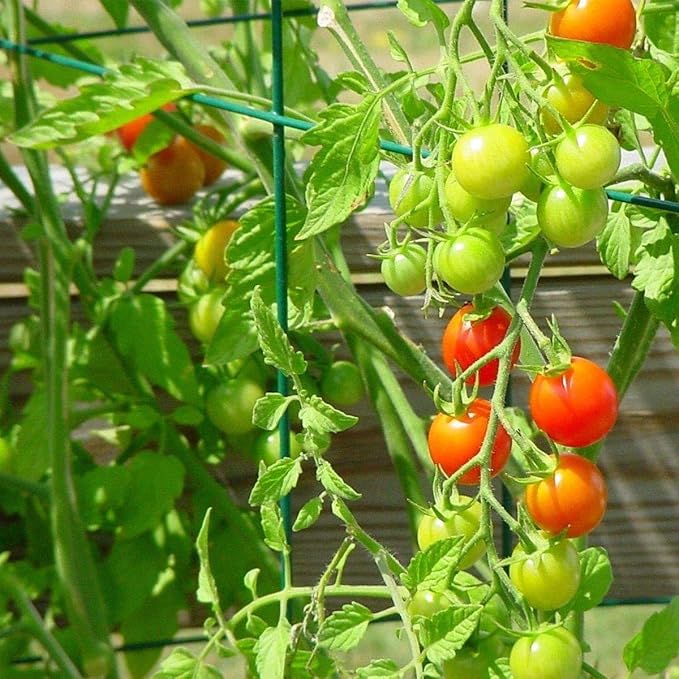 MTB Green Square Folding Tomato Cage Plant Support Tower 12 inch by 46 inch, Pack of 5 Sets