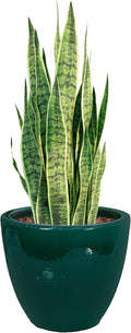 Sunnydaze Large Ceramic Plant Pot - Round Outdoor Glazed Ceramic Planter Pot with Drainage - Resort - Dark Green - 14.5"