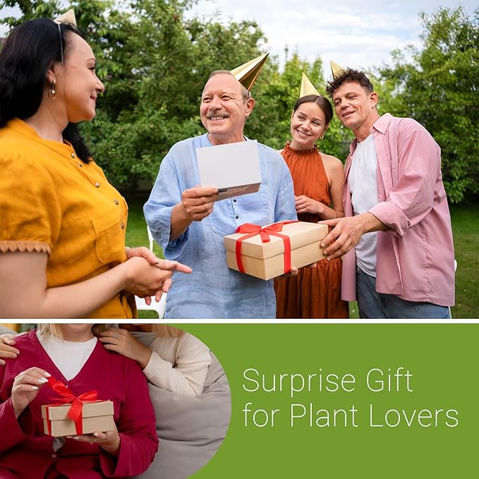 XXXFLOWER Wall Hanging Propagation Station with 3 Star-Shaped Glass Vase, Plants Propagation Stations for Hydroponics Living Room Office Decoration,Unique Gardening Gifts for Plant Lover