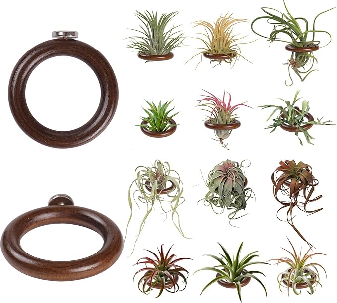12 Pack Air Plant Holder Magnet Wooden Air Plant Display Stand Small Hanging Planter Wall Mount Holder for Live Tropical Tillandsia Fridge Home Office Decoration Plants Not Included (12, Dark Walnut)