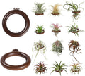 12 Pack Air Plant Holder Magnet Wooden Air Plant Display Stand Small Hanging Planter Wall Mount Holder for Live Tropical Tillandsia Fridge Home Office Decoration Plants Not Included (12, Dark Walnut)
