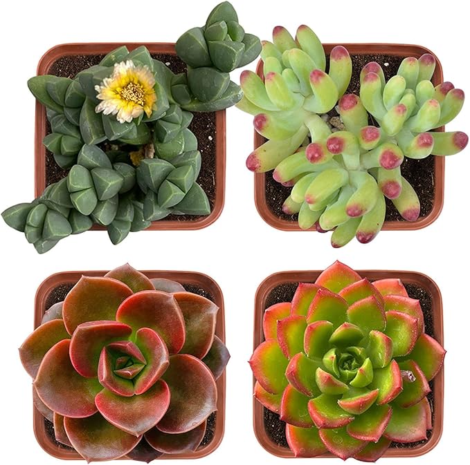 Succulent Plants (4 Pack), Live Succulents Fully Rooted in 2" Grower Pots, Unique Potted House Plant for DIY, Home Decor, Wedding Party Favor (Common Varieties)
