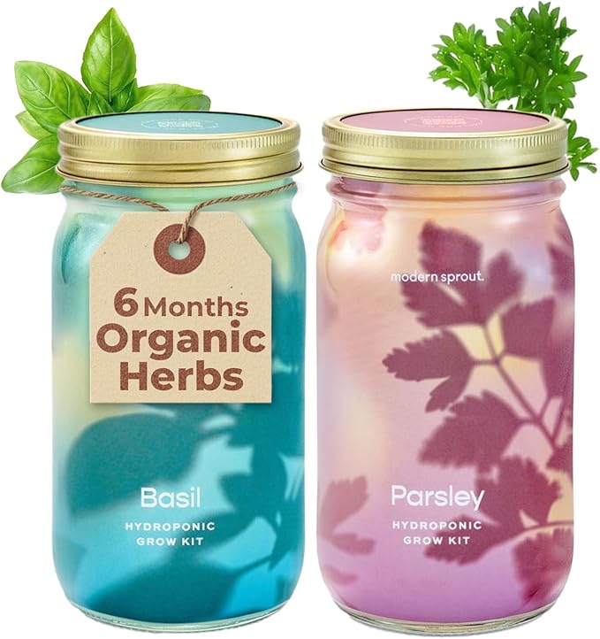 Modern Sprout Mason Garden Jar - Self-Watering Hydroponics Growing System Kit w/Organic Herb Seeds - Sprouting Jar Planter for Indoor Herb Garden - Seed Starter Kit - Decor & Gifting - Basil+Parsley