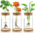 Plant Propagation Stations 3 Pack Plant Terrarium, Propagation Jars Glass Hydroponic Vases for Indoor Plants, Desktop Glass Plant Pot with Lid & Wooden Stand Gardening Gifts for Women Mom Plant Lovers
