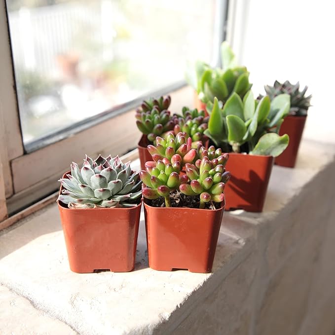 Altman Plants Deluxe Live Succulents (6 Pack), No Duplicates, Assorted Varieties, & Shapes, Easy Plant Care, 2 in Pots