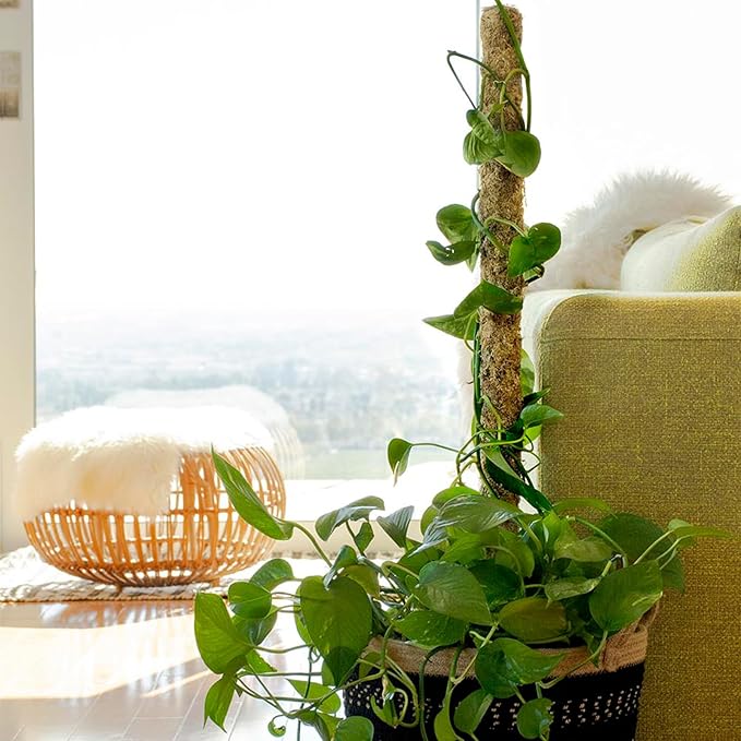 SuperMoss 22211 Sphagnum Moss Pole Long Lasting Climbing Stake for Monstera and Pothos Indoor Plants, Blond