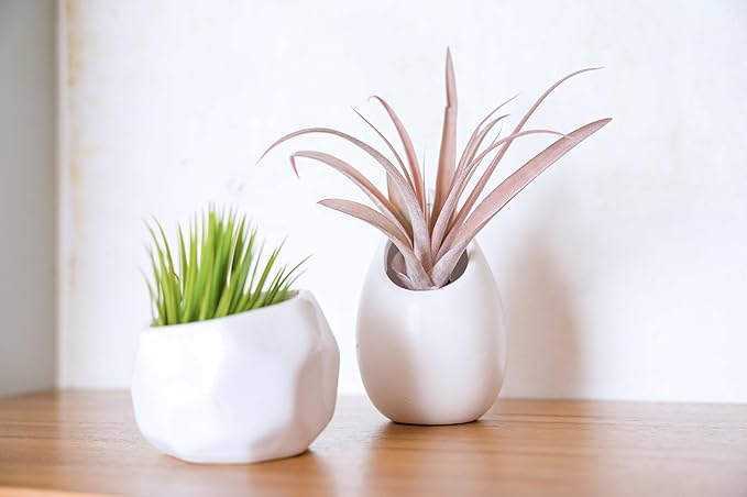 Air Plant Shop White Geometric Holder Sets of 3 with Mixed Air Plants - Succulents - Live Tillandsia - Easy Care Indoor and Outdoor House Plants