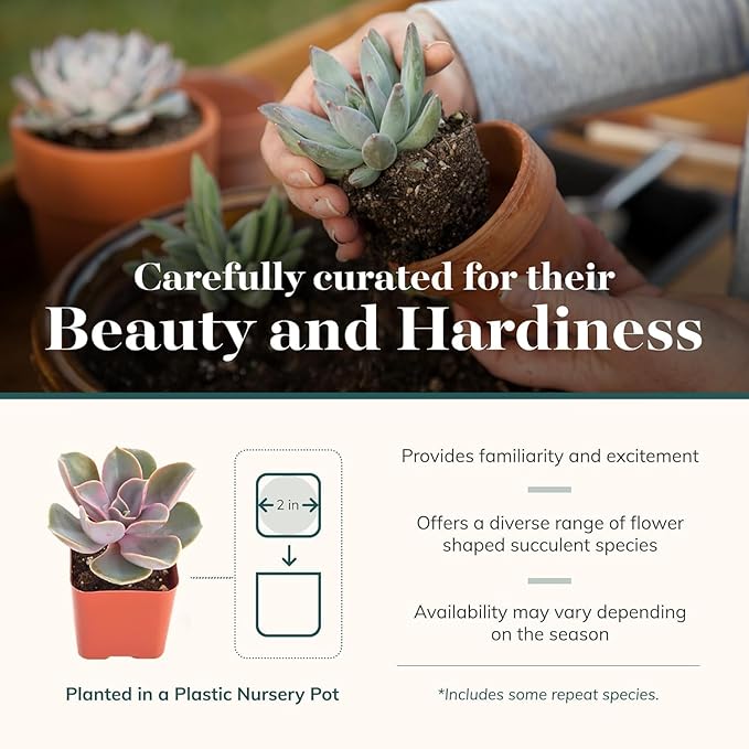 Shop Succulents Echeveria & Rosette Live Succulent Variety Pack – Fully Rooted 2" Potted Plants for Gifts, Favors, DIY Projects, Terrariums, Home Décor, and Garden Arrangements, 64 Pack