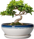 SQOWL Bonsai Pots Ceramic - 8 Inch Succulent Planters Indoor, Succulent Pot with Drainage Hole and Tray, Shallow Ceramic Plant Pot, Round Bowl Planter, Porch Decor, Gardening Gift, Blue Off-White
