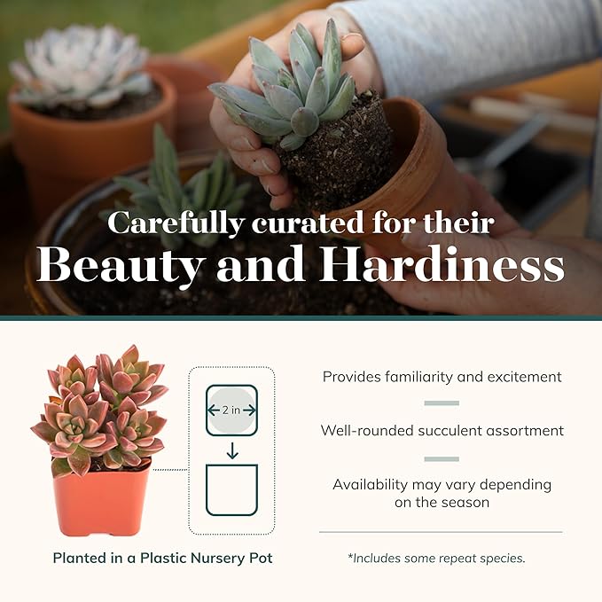 Shop Succulents Assorted Succulent Plant Pack Bulk Collection - Live Mini Succulent Plants, Low Maintenance, Mixture of Colors & Textures - Wedding and Party Favors, Gift & Garden, Pack of 40