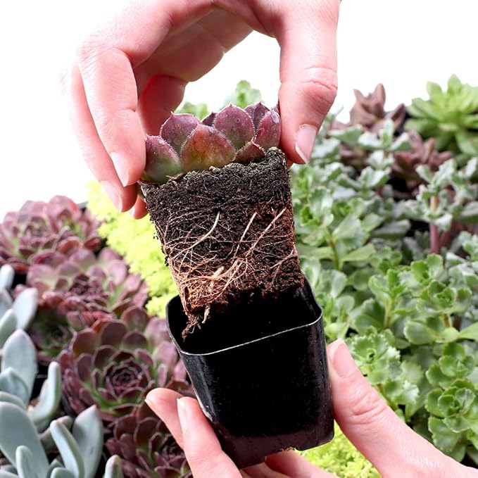 Mountain Crest Gardens Assorted Succulents Bulk Pack - 25 Live Plants in 2 Inch Pots - Real Indoor/Outdoor Succulents for DIY, Gifts, Weddings, and Home Decor