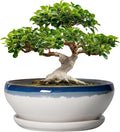 SQOWL Bonsai Tree Pots - 12 Inch Ceramic Succulent Planters, Large Bonsai Pot with Drainage Hole and Tray, Shallow Planter Indoor, Bowl Round Planter, Home Decor, Plant Lover Gift, Blue Off-White