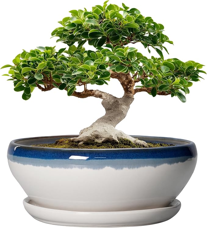 SQOWL Bonsai Tree Pots - 12 Inch Ceramic Succulent Planters, Large Bonsai Pot with Drainage Hole and Tray, Shallow Planter Indoor, Bowl Round Planter, Home Decor, Plant Lover Gift, Blue Off-White