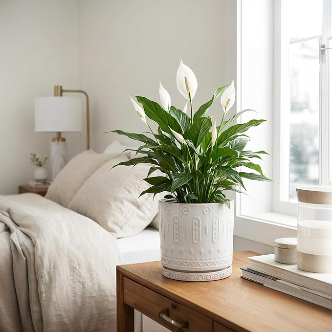Eightpot 8 Inch Plant Pot, Ceramic Planter for Indoor Plants Outdoor, Round Planter with Drainage Hole and Tray, Boho Flower Pot, Decorative Pots for Plants, Home Decor, Plant Lover Gifts, White