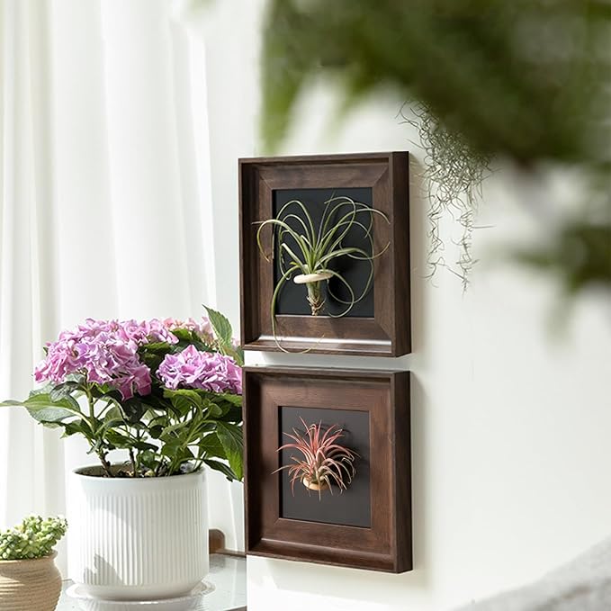 2 Sets Air Plant Holder with Display Frame, Wall Mounted Tillandsia Ionantha Magnetic Backgrounds Decoration Hanging Planter Square Frame for Home & Office (Plants Not Included)