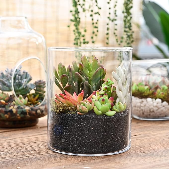 Sprout N Green 100 Live Succulent Plants, 10 Assorted Varieties of Real Succulents Rooted in 2" Pot with Soil, Small Indoor House Plants for Home Garden Wedding Decor Party Favor
