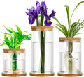 Maxcheck 3 Pcs 3 Sizes Plant Propagation Station Separated Glass Plant Terrarium Water Hydroponic Planter Holder with Lid and Wooden Stand Propagation Vase Pot for Home Indoor Office(Common Sizes)